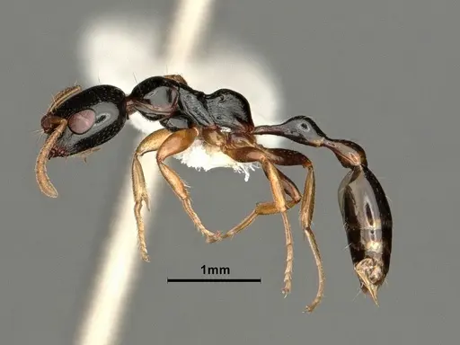 Tetraponera furcata - CASENT0884025