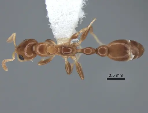 Tetraponera furtiva specimen