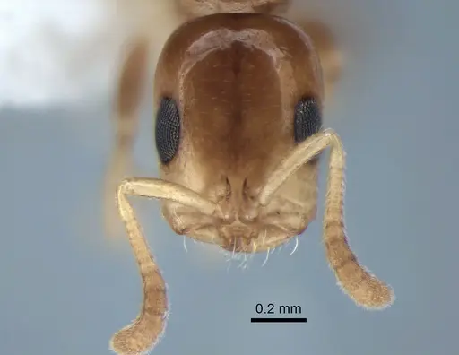 Tetraponera furtiva specimen