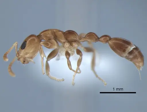 Tetraponera furtiva specimen