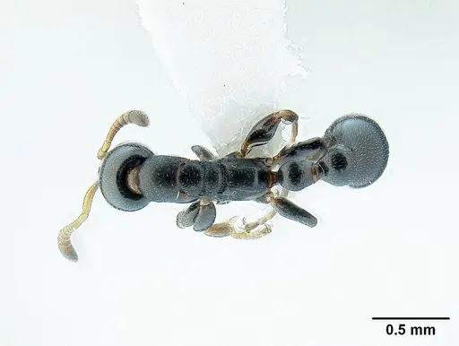 Tetraponera gerdae specimen