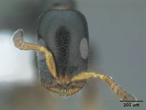 Tetraponera gerdae specimen