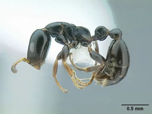 Tetraponera gerdae specimen