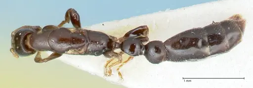 Tetraponera gerdae - FOCOL1171