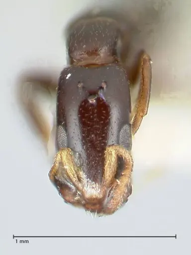 Tetraponera gerdae - FOCOL1171