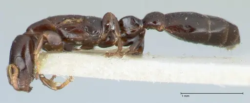 Tetraponera gerdae - FOCOL1171