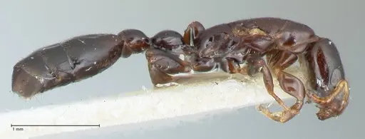 Tetraponera gerdae - FOCOL1171