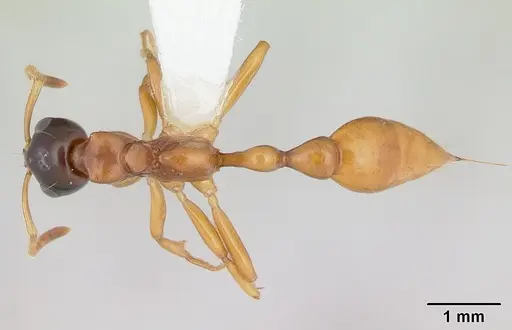 Tetraponera grandidieri specimen