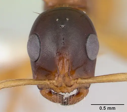 Tetraponera grandidieri specimen