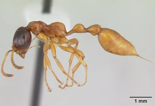 Tetraponera grandidieri specimen