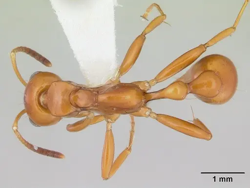 Tetraponera hespera specimen