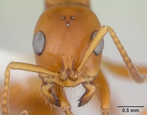 Tetraponera hespera specimen