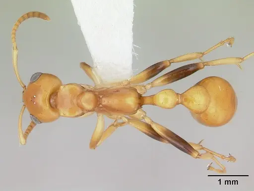 Tetraponera hespera - CASENT0012865