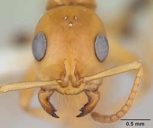 Tetraponera hespera - CASENT0012865