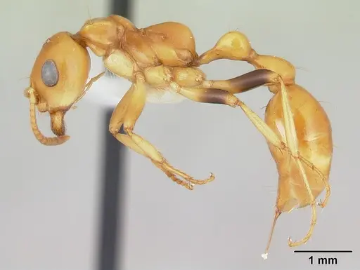 Tetraponera hespera - CASENT0012865