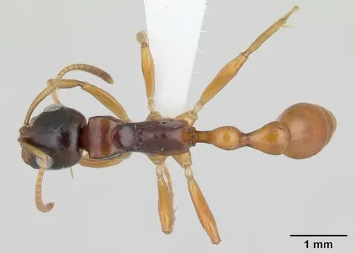 Tetraponera hirsuta specimen