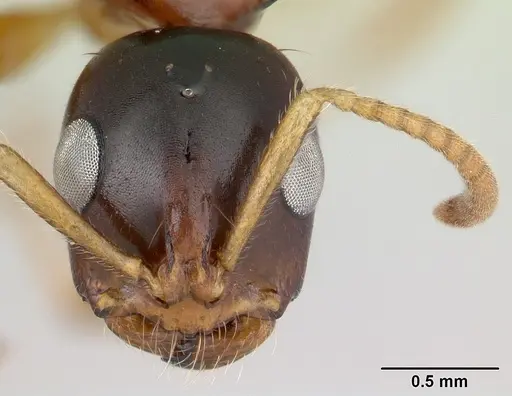 Tetraponera hirsuta specimen