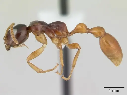 Tetraponera hirsuta specimen