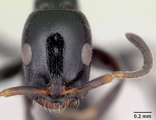 Tetraponera hysterica specimen