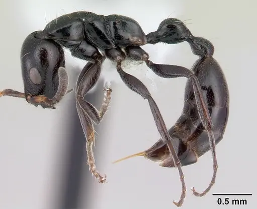 Tetraponera hysterica specimen