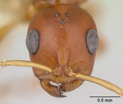 Tetraponera inermis specimen