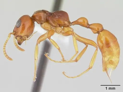 Tetraponera inermis specimen