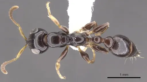 Tetraponera inversinodis specimen