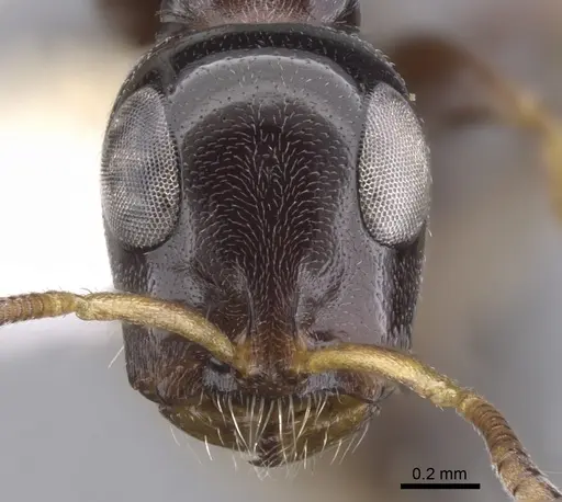 Tetraponera inversinodis specimen
