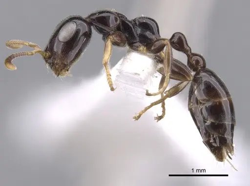 Tetraponera inversinodis specimen