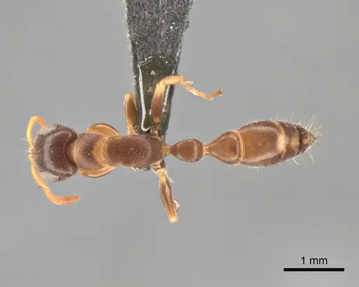 Tetraponera kosi specimen