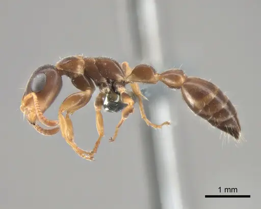 Tetraponera kosi specimen