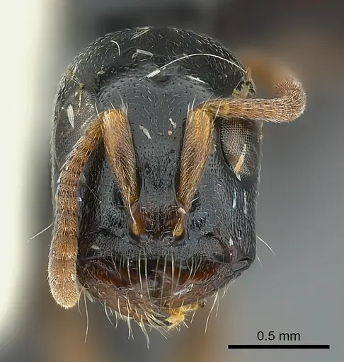 Tetraponera laeviceps specimen