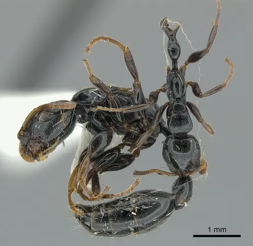 Tetraponera laeviceps specimen
