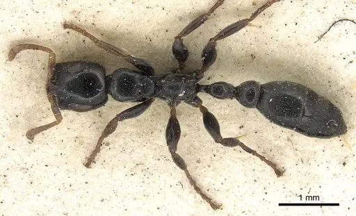 Tetraponera laeviceps - CASENT0901932