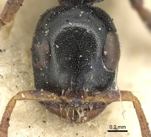 Tetraponera laeviceps - CASENT0901932