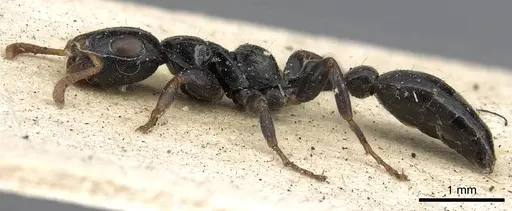 Tetraponera laeviceps - CASENT0901932