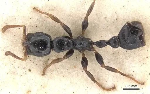 Tetraponera laeviceps - CASENT0902833