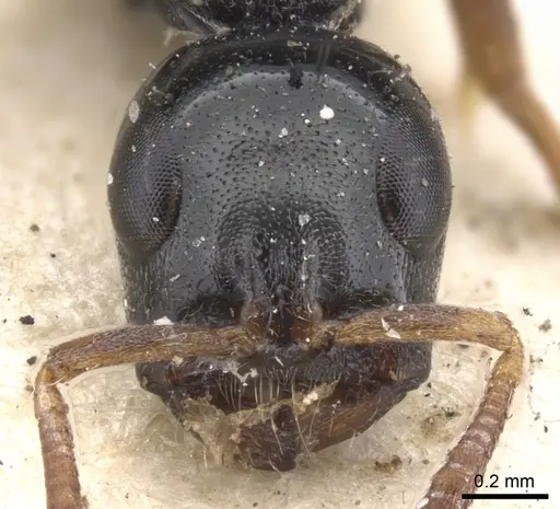 Tetraponera laeviceps - CASENT0902833