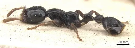 Tetraponera laeviceps - CASENT0902833