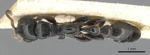 Tetraponera laeviceps - CASENT0904041