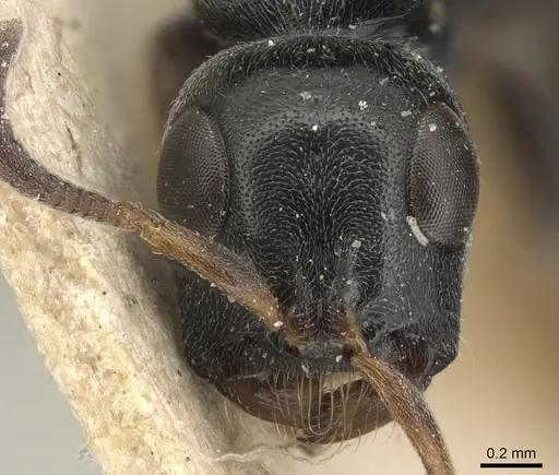 Tetraponera laeviceps - CASENT0904041