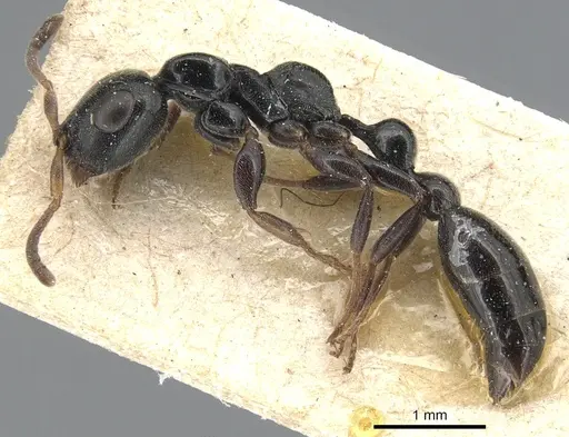 Tetraponera laeviceps - CASENT0904041