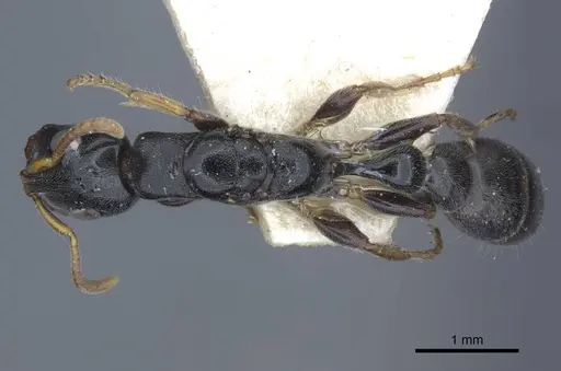 Tetraponera laeviceps - CASENT0916870