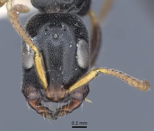 Tetraponera laeviceps - CASENT0916870