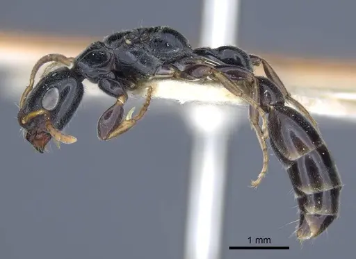 Tetraponera laeviceps - CASENT0916870