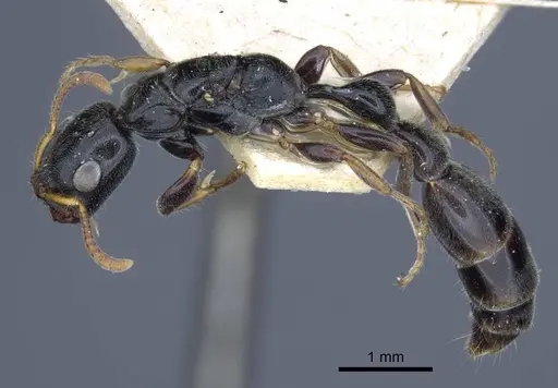 Tetraponera laeviceps - CASENT0916870