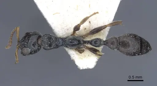 Tetraponera laeviceps - CASENT0916872