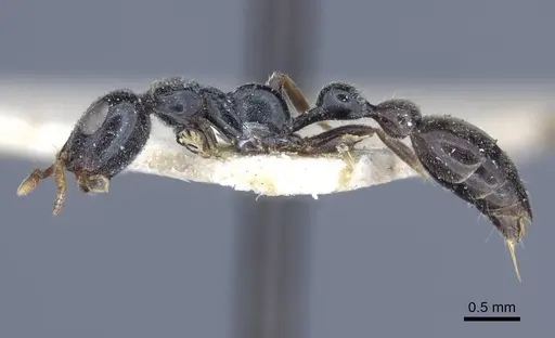 Tetraponera laeviceps - CASENT0916872