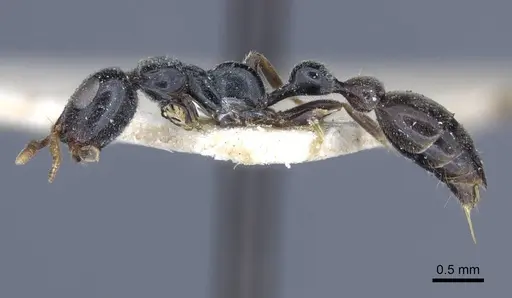 Tetraponera laeviceps - CASENT0916872