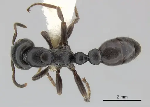Tetraponera latifrons specimen